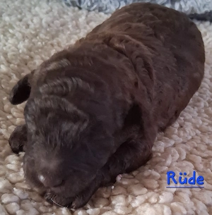 Maltipoo-Welpen auf der Suche 