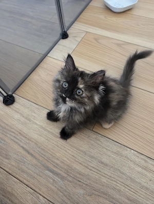 Maincoon BKH katze weiblich 