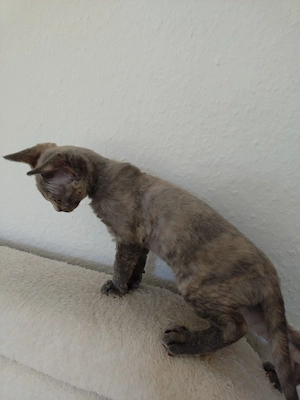 Devon Rex Mädchen 