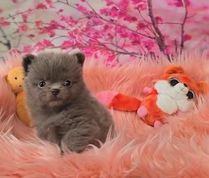 Zuckersüsse Pomeranian Chihuhua Welpen 