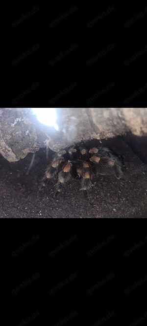Brachypelma hamorii 0.1