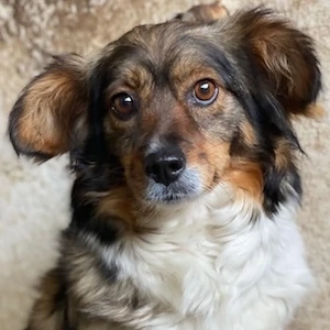 Laika, geb. ca. 11 2024, lebt in GRIECHENLAND, auf einer privaten Pflegestelle 