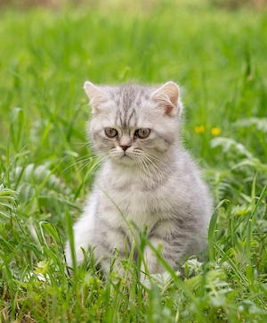 Bkh Britische Kurzhaar Kitten