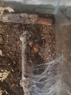 Chromatopelma cyaneopubescens