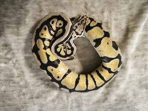 1,0 Spotnose Pastel pos Orange Dream 100% Het Puzzle