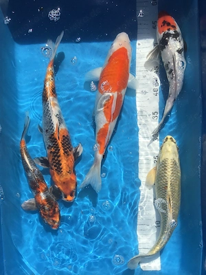 30 Koi abzugeben 