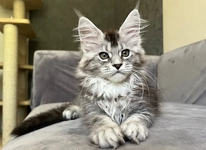 Reinrassige Maine Coon Kittens