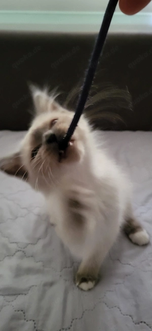 Heilige Birma kitten weiblich. 