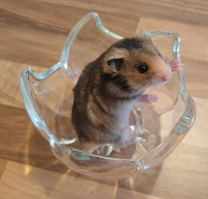 Goldhamster Jungtiere goldfarben braun weiss Schokofarben