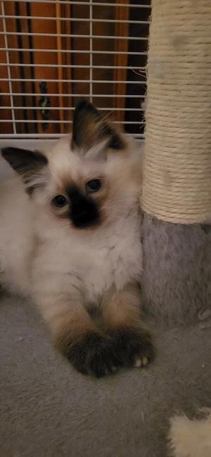 Heilige Birma Kitten. 