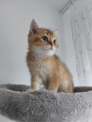 Bkh kitten in black golden schded ny11 