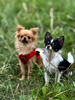 Zwei süße Fellnasen suchen neues zuhause