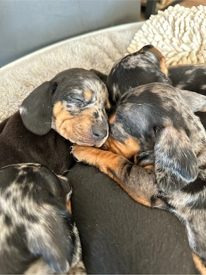 Süße Dackelwelpen Zwergdackel 