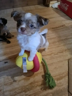 Süsse Chihuahua Mix Welpen ab Anfang Mai