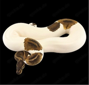 Königspython zu verkaufen 