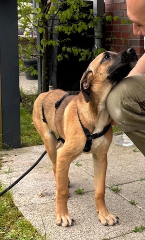 Dickie, geb. ca. 11 2025, lebt bei einer Familie in 46236 Bottrop