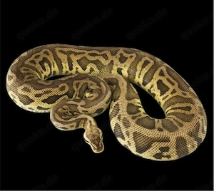 Königspython zu verkaufen 