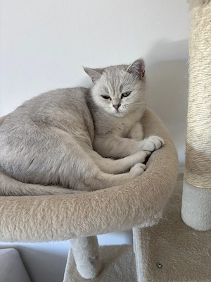 bkh katze in guten händen abzugeben 