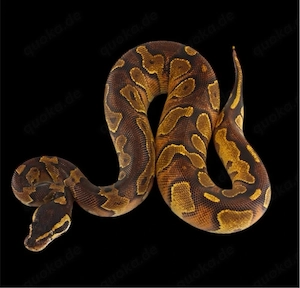 Königspython zu verkaufen 