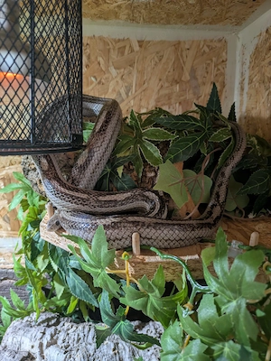 Kornnatter Anery Pinstripe-Motley Abzugeben