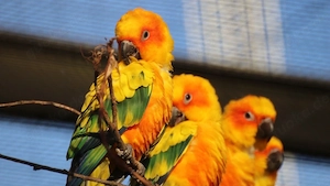 Suche Handzahme Sonnensittiche 