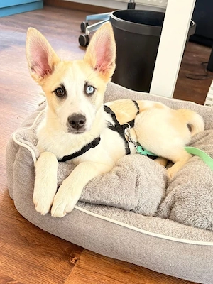 Maple, geb. ca. 12 2025, lebt auf einer Pflegestelle in 52531 Übach-Palenberg