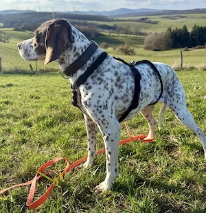 Acira, geb. ca. 04 2023, lebt auf einer Pflegestelle in 67735 Mehlbach