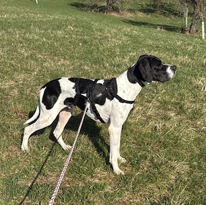 Attila, geb. ca. 08 2024, lebt auf einer Pflegestelle in 67735 Mehlbach