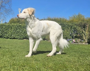 Balda, geb. ca. 02 2025, lebt auf einer Pflegestelle in 26826 Weener