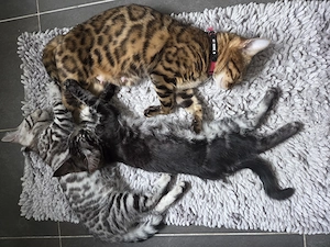 2 Babykatze-mix (Bengal + Main Coon)