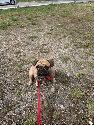 französische bulldogge 