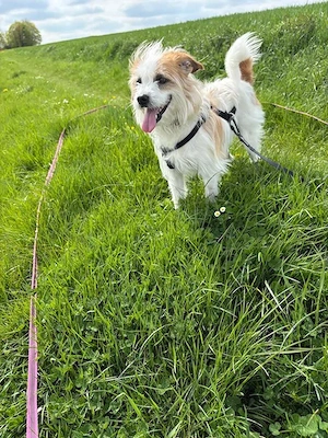 Eko, geb. ca. 11 2021, lebt auf einer Pflegestelle in 53940 Hellenthal