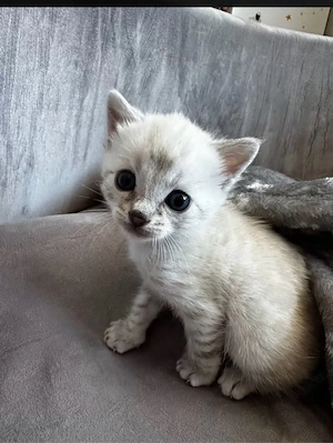 Snow Bengal (Lynx) Kitten (weiblich)