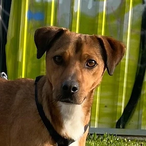 Falk, geb. ca. 02 2024, lebt in einer Pflegestelle bei 70563 Stuttgart