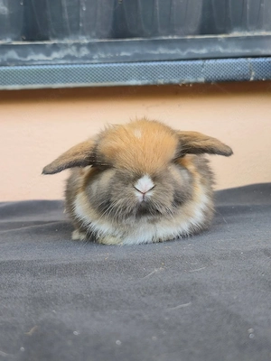 Reinrassige Mini Lop - Kaninchen in Liebevolle Hände abzugeben