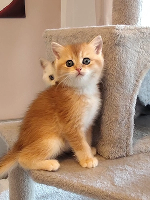 Zauberhafte reinrassige BKH-Kitten suchen ihr Zuhause