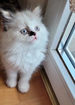 Herzallerliebstes Ragdoll-Kätzchen wartet auf dich   