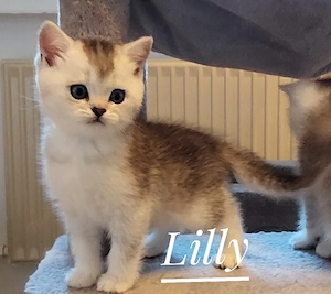 Zauberhafte reinrassige BKH-Kitten suchen ihr Zuhause