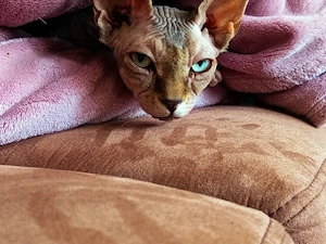 Stella sucht neues liebevolles Zuhause 