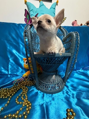 Chihuahua-Welpe zu verkaufen