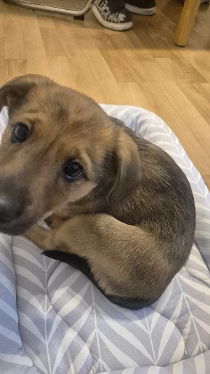 wir verkaufen unseren welpen Rüde Peppi 