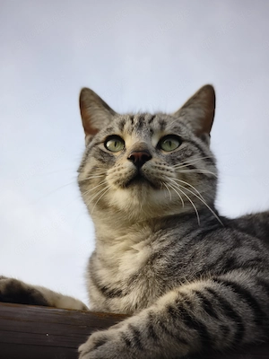 Bengal-Mix-Kater zu verkaufen
