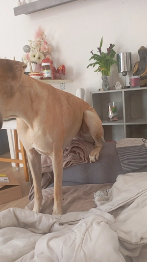 Deutsche Doggen Mädchen 