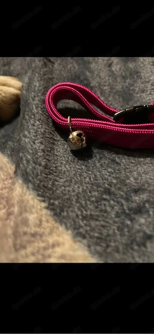 Katzenhalsband 
