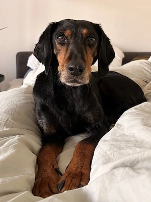 Neria, geb. ca. 11 2020, lebt auf einer Pflegestelle in 95168 Marktleuthen