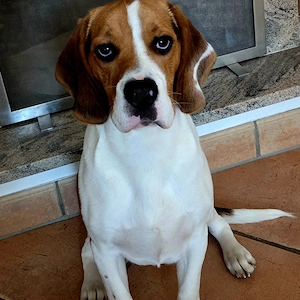 Beagle Rüde sucht neues Körbchen 