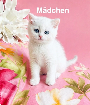BKH wunderschöne Kitten Chinchilla-Färbung mit grünen Augen.