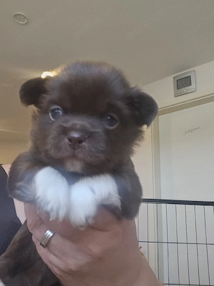 chihuahua welpen 