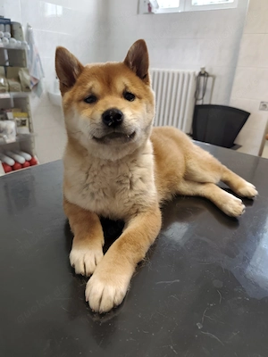 *WILLOW* Eine liebe, ruhige, menschenbezogene Hündin mit Einschränkungen sucht Familie mit Herz