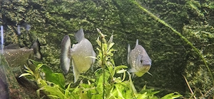 Serrasalmus Maculatus Pärchen Rarität!!!